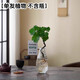 臨雅水培圓葉福祿桐錢多多盆栽花卉植物客廳室內(nèi)桌面茶幾懶人水養(yǎng)綠植 錢多多福祿桐一盆【單發(fā)植物】