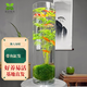 米竹水培魚缸翡翠觀音竹苔蘚球植物室內禪意盆栽鳳尾竹觀音竹竹子 20*60CM【魚缸+座】苔蘚球觀音竹