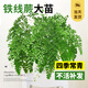 臨雅鐵線蕨盆栽密葉水培蕨類植物耐陰客廳室內(nèi)外垂吊好養(yǎng)活四季常綠植 大棵鐵線蕨大苗1盆+原土盆