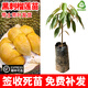 草木旺榴蓮苗 嫁接榴蓮樹(shù)苗 嫁接金枕貓山蘇丹王金枕榴蓮樹(shù)苗 果樹(shù)果苗 嫁接黑刺榴蓮苗 1年苗 高度：30-50公分