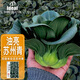 IDEAL理想農(nóng)業(yè) 油亮蘇州青菜種子矮腳甜糯耐寒秋冬季種黑葉蘇州青種子