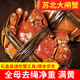 【活蟹】大閘蟹現(xiàn)貨鮮活特大全母蟹活螃蟹河蟹生鮮禮盒裝水產(chǎn)直發(fā) 全母蟹2.5-2.8兩【10只裝】