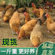 現貨半斤一斤五黑雞活苗純種五黑一綠雞綠殼蛋雞半斤土雞正宗烏骨 一斤左右土雞5只裝