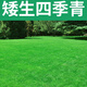 茗花潭草坪種子矮生四季青草坪草籽庭院綠化四季常青護(hù)坡草種子免修剪花 美國(guó)四季青1斤 【耐寒四季】