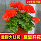 天竺葵盆栽洋繡球花苗四季開(kāi)花不斷重瓣庭院陽(yáng)臺花卉綠植 天竺葵大紅色 不帶盆