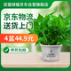雙盟綠蘿盆栽除甲醛花卉綠植辦公室新房凈化空氣180早安盆4盆源頭直發(fā)