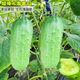 水果黃瓜種子老品種摘不敗家庭蔬菜種植口感好品質(zhì)好清香味濃 綠寶石水果黃瓜約100粒散裝
