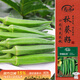 壽禾 水果秋葵種子苗秋季盆栽蔬菜種籽 濰育華納比樂(lè )水果秋葵種子10g