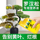 史丹利羅漢松肥料專(zhuān)用肥營(yíng)養液盆栽泰山松雀舌四季松樹(shù)盆景復合肥 羅漢松營(yíng)養液500ml