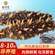 賜參堂阿拉斯加紅參即食海參紅刺參進(jìn)口冷凍海鮮禮物非養(yǎng)殖海鮮6-8頭/袋 500g袋裝（6-8頭）