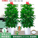 綠韻花田【兩小時達(dá)】步步高發(fā)財樹盆栽植物室內(nèi)大型植物客廳開業(yè)公司門口 綠蘿一對