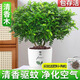 驅蚊草盆栽正宗清香胡椒木植物室內外花卉九里香盆景樹(shù)苗老樁綠植 清香木【驅蚊驅蟲(chóng)】?jì)H剩：18件 2年【驅蚊10平方】原土原盆+肥