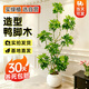 植男植女鴨腳木客廳盆栽八方來(lái)財室內落地大型綠植DIY造型源頭直發(fā)