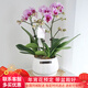 初卉【送貨上門(mén)】蝴蝶蘭盆栽帶花年宵花花卉真花喬遷送禮全國配送 三支淡紫色（帶盆栽好）