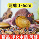 專(zhuān)吃魚(yú)屎糞便黃金小河蚌河蜆淡凈水觀(guān)賞螺鮮活物黃金螺貝殼苗活體 3-6厘米小河蚌4只送2只備損