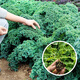 大禹羽衣甘藍種子大全盆栽苗帶土種苗菜苗秋季蔬菜苗食用雨衣甘蘭 綠羽衣甘藍苗 5棵+1棵 帶土