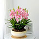 愛(ài)你一萬(wàn)年精品蘭花盆栽帶花苞濃香多花四季好養(yǎng)花卉辦公室內(nèi)外桌面盆栽綠植 粉紅8顆苗（原生盆）不帶花苞