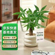 京云夢(mèng)發(fā)財(cái)樹小盆栽花卉辦公室綠植招財(cái)送禮單桿發(fā)財(cái)樹甜甜圈源頭直發(fā)