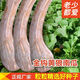 京譽(yù)精品金鉤南瓜種子南狼南瓜超甜香糯干面庭院陽(yáng)臺(tái)春秋蔬菜種子籽孑 金鉤南瓜種子40粒+肥 粒粒好種子【一包】