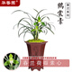 華香園蘭花 春蘭素心銘品 鶴裳素 濃香型盆栽盆景耐陰綠植花卉 鶴裳素2苗連體裸根不帶盆 不帶花苞