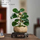 幼薇小盼菩提樹盆栽植物室內(nèi)花卉禪意擺件新中式辦公室內(nèi)桌面綠植盆景 小盼菩提+蓮盆瓷盆+方形底盤 帶盆栽好