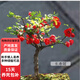長壽冠海棠盆栽帶花苞重瓣耐寒陽臺花卉室內(nèi)盆景綠植老樁D7 三年長壽冠海棠