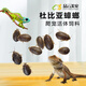 品云美寵杜比亞蟑螂活體蟲(chóng)子守宮蜥蜴睫角蜘蛛鬃獅活餌飼料 【杜比亞】【試吃款】0.5-0.9cm 200個(gè)