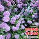 墨一藤本月季爬墻玫瑰薔薇花苗庭院 藍(lán)色陰雨 1.5-1.6M 源頭直發(fā)
