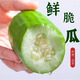 河北八棱脆瓜現(xiàn)摘無糖酥脆瓜薄皮菜瓜新鮮水果一整箱包郵生吃低糖 河北正宗八棱菜瓜 4.5斤 凈重