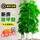 臨雅大葉綠蘿柱客廳綠植大盆栽天堂鳥發(fā)財樹室內(nèi)新房除甲醛大型植物 綠蘿柱1.3-1.4米+鉆石盆帶輪底托