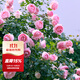 虹越（HONGYUE）爬藤月季盆栽苗 龍沙寶石花園庭院拱門(mén)月季花卉LYG 【經(jīng)典豐花】粉色龍沙寶石 3L