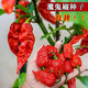 唯友（WEIYOU）辣椒種子線(xiàn)椒超辣椒二荊條長(cháng)美人椒牛角椒小米辣盆栽種苗蔬菜種子 魔鬼辣椒種子(辣約250粒))