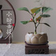 八芽盆栽小盼菩提樹植物室內(nèi)禪意盆景辦公室桌面好養(yǎng)綠植源頭直發(fā)包郵 蓮花盆菩提（含方木托+紫砂托）