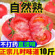 谷真沙瓤西紅柿10斤大番茄新鮮生吃自然熟沙瓤水果普羅旺斯西紅柿蔬菜 沙瓤西紅柿 3斤 嘗鮮裝