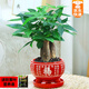 綠有意發(fā)財樹(shù)盆栽招財室內客廳盆景綠植辦公室內桌擺花卉植物粗桿搖錢(qián)樹(shù) 三桿發(fā)財樹(shù)（紅福陶瓷）+液