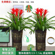 Only you【兩小時(shí)達(dá)】發(fā)財(cái)樹(shù)金錢樹(shù)綠蘿大綠植物組合盆栽公司門(mén)口開(kāi)業(yè)喬遷 三株鴻運(yùn)當(dāng)頭一對(duì)（大展宏圖）
