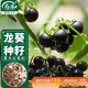 壽禾 黑悠悠種子苗龍葵葡萄葵果種籽食用 濰育墨豐野葡萄種子5000粒