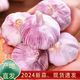 河南農(nóng)特產(chǎn)2024中牟大蒜新蒜批發(fā)可調(diào)制蒜蓉辣醬當(dāng)季新鮮 3斤裝 1.5kg