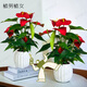 植男植女【買一送一】紅掌好養(yǎng)綠植盆栽四季開花室內(nèi)外養(yǎng)辦公桌面源頭直發(fā)