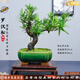 潮裕盆景高端羅漢松造型地景樹室內(nèi)植物庭院迎客松真樹老樁客廳辦公室盆景 中式禪意盆景156 帶盆栽好