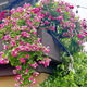 景郁春 JIRYUCUR 薔薇花苗藤本月季庭院爬藤植物臺花卉四季開(kāi)花胭脂扣源頭直發(fā)