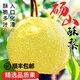 【順豐直達】正宗碭山梨子當季水果新鮮青秋月梨皇酥梨整箱禮盒 9斤 特大果
