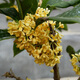 桂花盆景陽(yáng)臺(tái)綠植室內(nèi)花卉盆栽日香丹桂金桂沉香四季開花庭院盆栽 黃色八月桂-金桂 大盆6年苗當(dāng)年開花