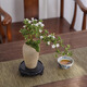 八芽六月雪盆栽辦公室綠植桌面好養(yǎng)花卉植物室內(nèi)擺件禪意四季常青盆景 六月雪-小漣漪盆-密胺托盤(pán) 帶盆栽好