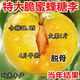 脆蜜蜂糖李子樹(shù)苗特大新品純甜早熟耐寒南北方種植盆地栽當年結果 7年苗2棵（早熟品種）脆蜜離核+當年多果 特大脆蜜蜂糖李（耐寒大果型）