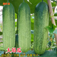 湘斌花青大吊瓜種子春夏季大青瓜耐熱旱黃瓜種籽菜園盆栽四季蔬菜種孑 新綠寶大吊瓜種子60粒原裝