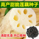 食用蓮藕種根苗水果藕蓮藕種子荷花種 深淺水藕盆栽水養(yǎng)缸桶水田 高產(chǎn)甜脆蓮藕種子30粒