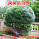 沐蕓果樹(shù)防鳥(niǎo)網(wǎng)果園用網(wǎng)罩櫻桃尼龍網(wǎng)絲網(wǎng)枇杷嘉寶無(wú)花果魚(yú)塘楊梅防護 2厘米孔7米x7米/適用2米高樹(shù)