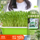 北蔬 水培蔬菜豌豆種子芽苗菜育苗盤(pán)種植盒套裝 加深盤(pán)水培豌豆苗套餐