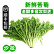 【順豐】羽衣甘藍(lán) 新鮮沙拉菜 都市健康輕食蔬菜 苦菊500g